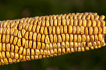 Image showing Dried corn