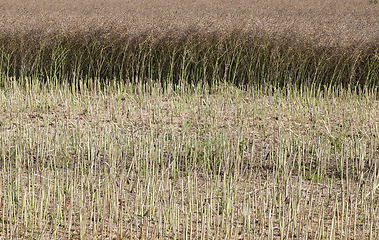 Image showing ripe dried rape