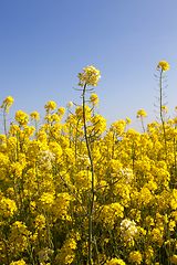 Image showing Details of flowering rape