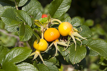 Image showing orange berry rose
