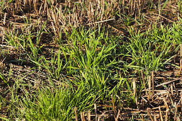 Image showing yellow straw