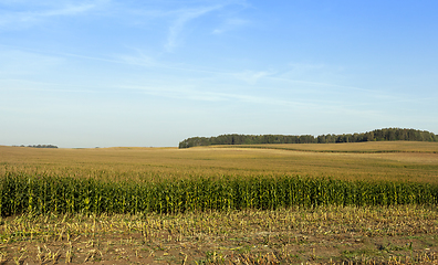 Image showing immature corn