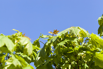 Image showing green leaves