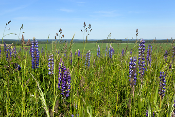 Image showing blue lupine