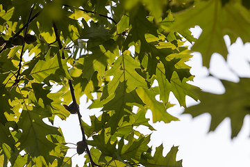 Image showing foliage of oak