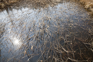 Image showing yellow grass