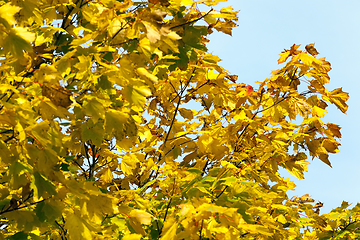 Image showing yellow leaves maple