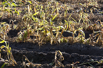 Image showing broken corn