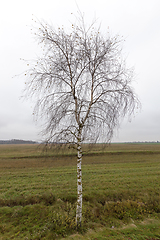 Image showing Autumn tree