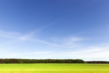 Image showing Summer landscape