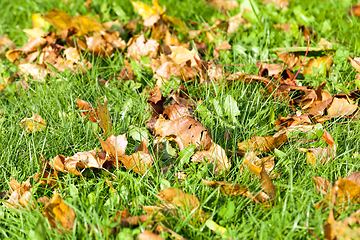 Image showing foliage of maple