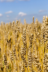 Image showing Ripe wheat