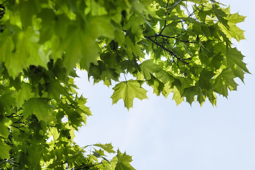 Image showing green maple