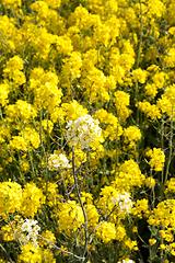 Image showing Rape blossoms