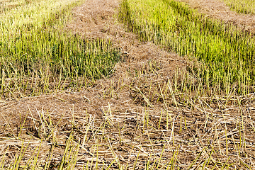 Image showing straw from rapeseed