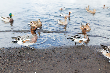 Image showing Feeding duck