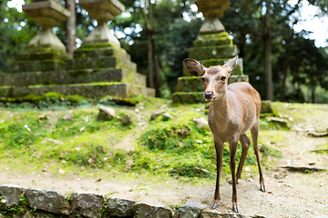 Image showing Wild deer in japanese temple