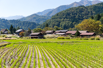 Image showing Shirakawago village and rice field
