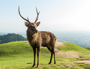 Image showing Male Deer in the park