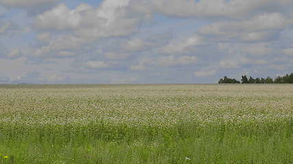 Image showing Fields of wheat at the end of summer fully ripe