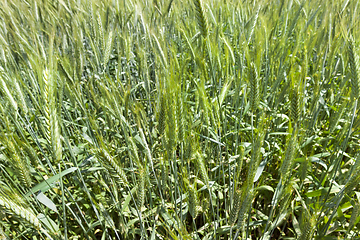 Image showing grain field