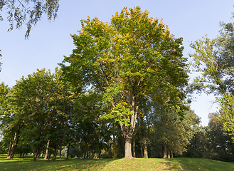 Image showing maple in autumn