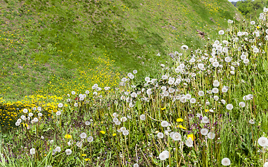 Image showing green grass