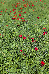 Image showing red poppy