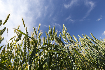 Image showing green wheat