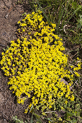 Image showing spring in the field