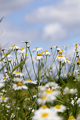 Image showing white beautiful chamomile