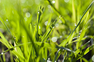 Image showing green wheat sprouts