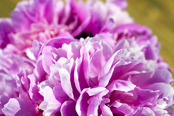 Image showing pink peonies