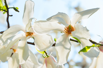 Image showing Sunny blossom magnolia tree flowers