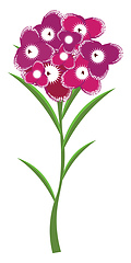 Image showing Image of carnation, vector or color illustration.