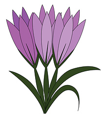 Image showing Violet crocus flowers with green leaves vector illustration on w