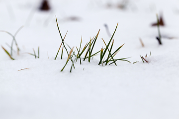 Image showing green grass