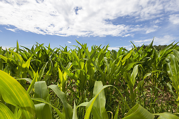 Image showing corn field