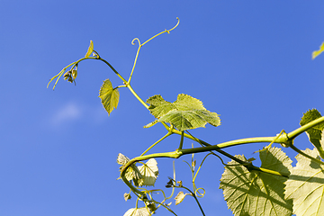 Image showing green grapes