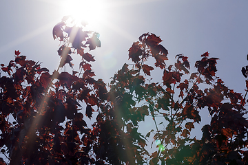 Image showing red maple