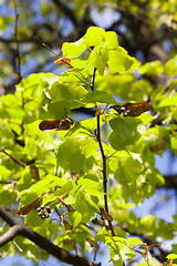 Image showing linden foliage