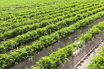 Image showing unripe carrots