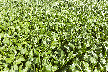 Image showing green sugar beet