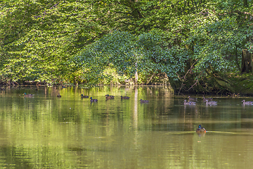 Image showing Wild ducks in idyllic park scenery