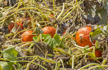 Image showing Red kuri squashes