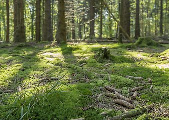 Image showing idyllic forest scenery