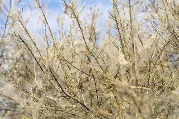 Image showing ermine moth web