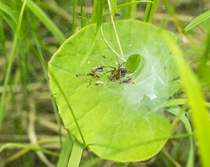 Image showing funnel-web spider