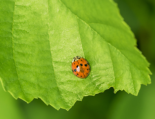 Image showing ladybug on green leaf