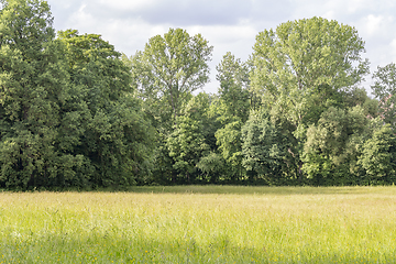 Image showing sunny woodside scenery